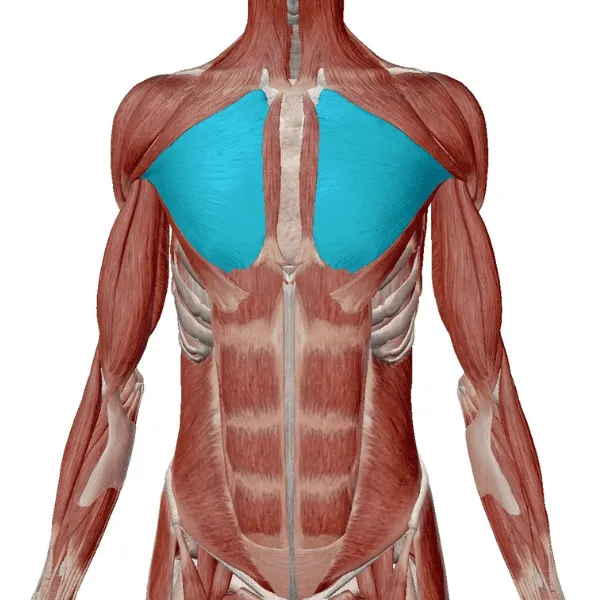 ペクトラルフライとは　筋肉　大胸筋中部