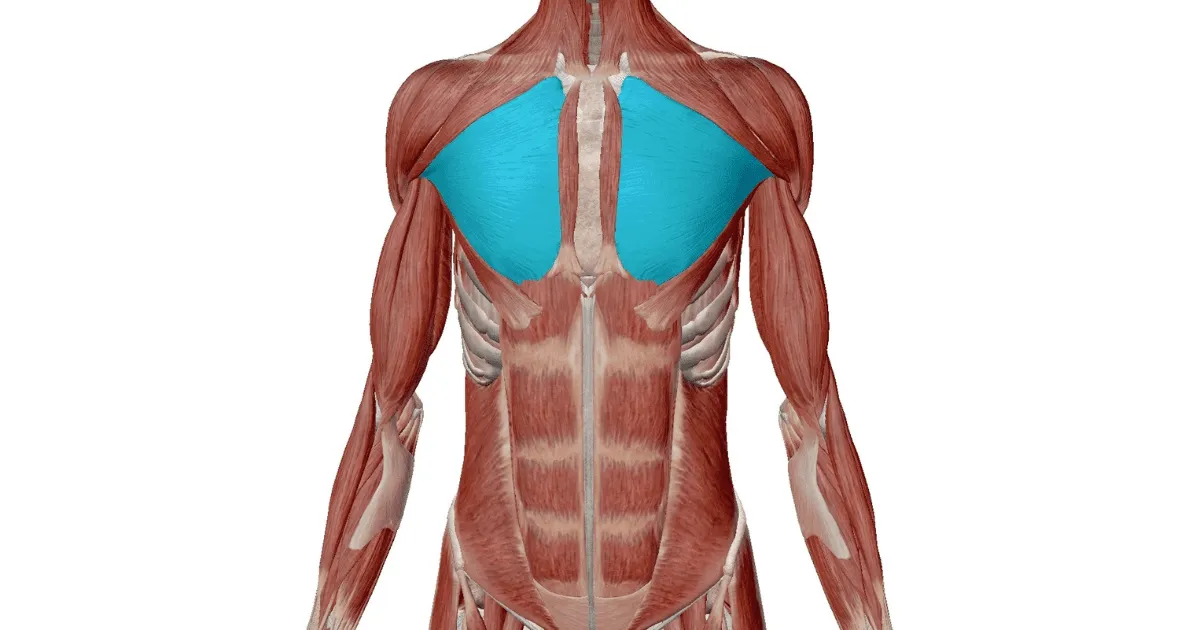 ペクトラルフライ　筋肉　大胸筋中部